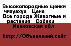 Высокопородные щенки чихуахуа › Цена ­ 25 000 - Все города Животные и растения » Собаки   . Ивановская обл.